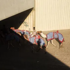 A camel wrangler rides atop one of the camels in his char