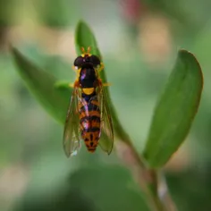 #dailytehran #micrography #micropic #micro #bug #bee #ins