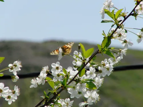 ای منتظران گنج نهان می آید