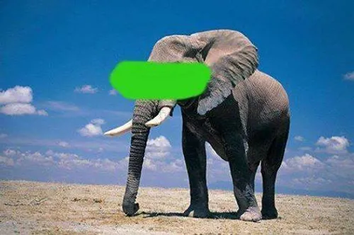 تست هوش:این فیله که رو صورتش رو سبز کردم چه حیوونیه؟ . . 