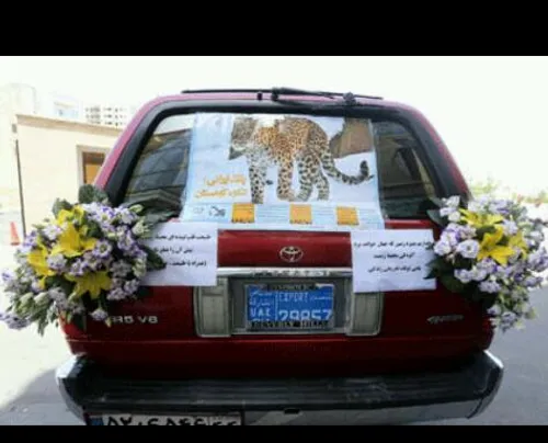 یوزپلنگ ایرانی روی ماشین عروس