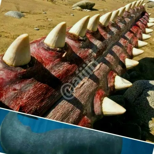 عکسی از دندان های یک وال عنبر که لاشه اش در ساحل افتاده ب