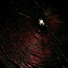 و بیوه عنکبوتی که دیشب به پچ پچ من و سایه ها گوش میداد،ام