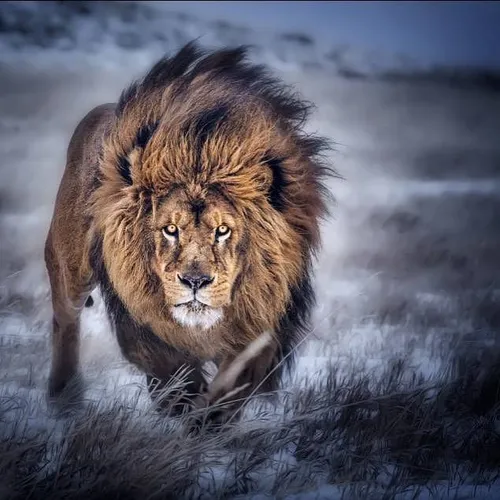 شیر سلطان جنگل