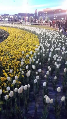 نمایشگاه گل لاله در ارومیه
