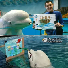 ژیاوگیانگ نام این دلفین بسیار باهوش است که قادر است با اس
