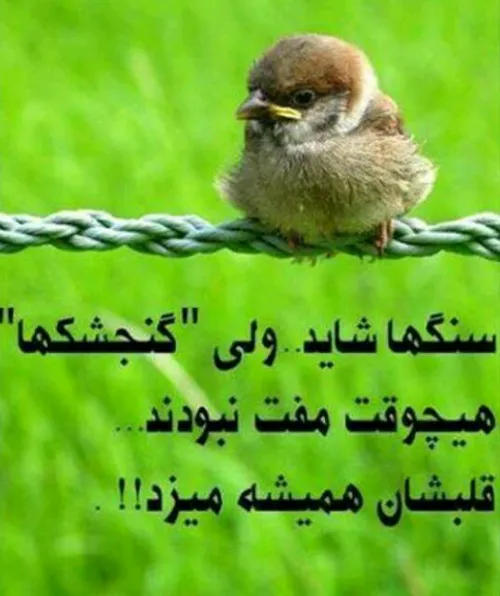 شعر و ادبیات amiralimosavi1368 21388497 - عکس ویسگون