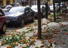 خیابانی پوشیده از پرتقال هایی که  بر اثر طوفان از درخت اف