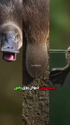 پلاتیپوس (Platypus)، پلاتیپوس نوک اردک، یک پستاندار نیمه 