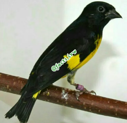 این پرنده سهره سیاه هس وازکمیابترین پرندگان است درمعاملات