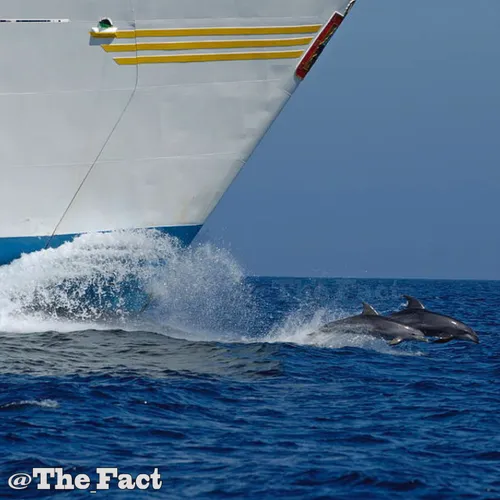 کشتی ها دلفین هایی که با آنها مسابقه سرعت میدهند را نا ام