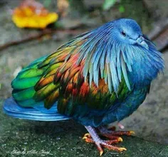 کبوتر زیبا...