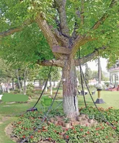 این درخت در پاکستان بازداشت شده !