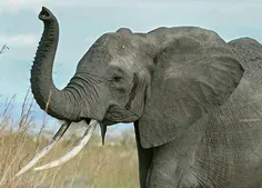 بچه فیل ها خرطومشان را می‌مکند تا آرام شوند دقیقاً مثل کو