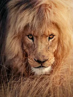 #پرتره های چشم نواز و دیدنی از شیرها 🦁