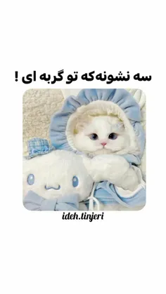 گربههه