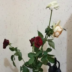 ♥این گلهای زیبا از طرف بابای خوبمه خیلی دوسش دارم♥