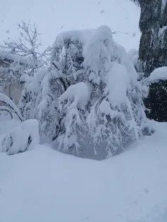 🍁 هیچ می‌دانی که من در قلب خویش،
