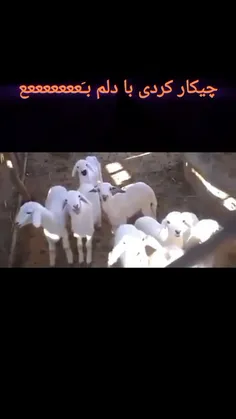 ghazal1404 73964532