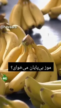 موزهای تجاری بدون دانه هستند و منحصراً از طریق رویشی (غیر