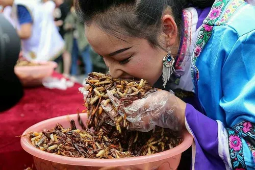 یک خانم برنده مسابقه حشره خوری درچین.🙄