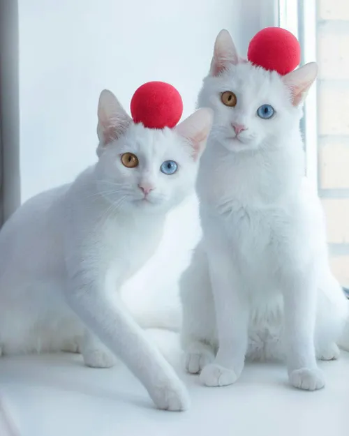 🔺 گربه های دوقلو بانامهای ایریس و آبیس که به علت بیماری ن