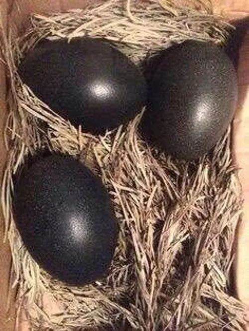 اینم تخم مرغا