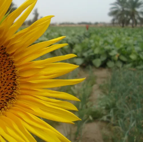 طبیعت مزارع بوشهر