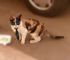 گربه ام سوسوله عینک می زنه همیشه.حتی تو آفتاب