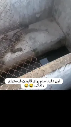 تمساح انقدر خنگ آخه؟ 😂