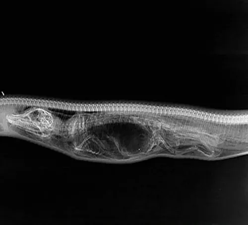 تصویر x-ray از مار پیتونی که یک تمساح را بلعیده است!