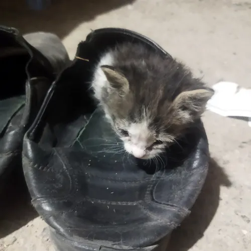 بچه گربه ما داخل کفش خوابیده!