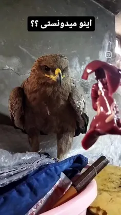 وقتی میگم مرام‍......فقط‍......مرام عقاب‍......ه‍....ینی‍