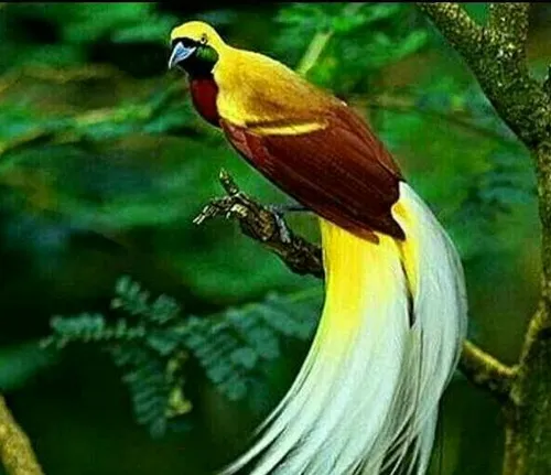 پرنده ای زیبا بنام پرنده بهشتی