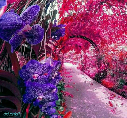 باغ های زیبای ارکیده در سنگاپور