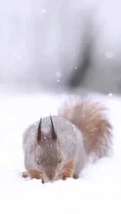 سنجاب قرمز با کت خاکستری زمستانی (Sciurus vulgaris) گونه‌