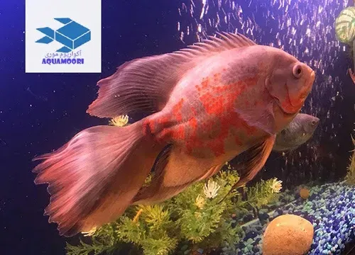 ماهی اسکار:یکی از پرطرفدارترین ماهی های آکواریوم گوشتخوار