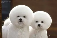 ؟