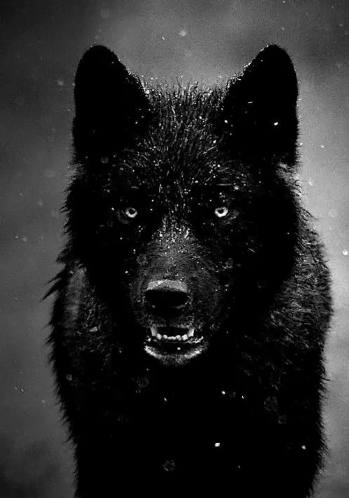 گرگ همیشه گرگ میزاد