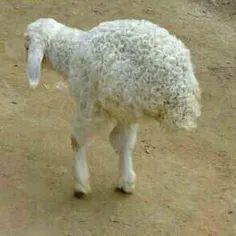 بچه گوسفندی که با دوپا راه میرود #فردوس_برین