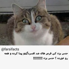 #petfarsifacts #گربه