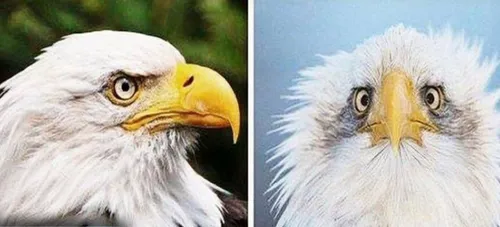 یکی از دلایلی که همیشه از نیم رخ عقاب آمریکایی عکس میگیرن