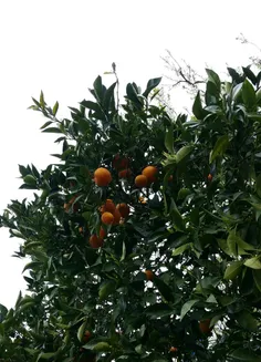 پرتقال رامسر😋