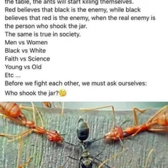 اگر ۱۰۰ مورچه سیاه و ۱۰۰ مورچه قرمز را در یک شیشه بریزید،