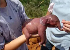 بچه فیل تازه به دنیا اومده 😍