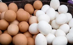 آیا می‌دانید تخم مرغ حاوی هر ویتامینی بجز ویتامینCاست؟