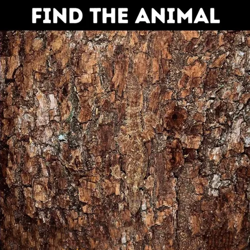 💡 در تصویر بالا حیوانی مخفی شده است که تنها 10% از افراد 