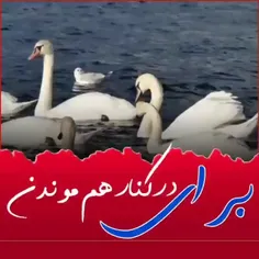 برای در کنار هم ماندن بايد خیلی چیزها رو بخشید👇❤️👍