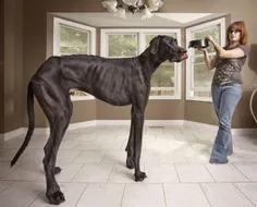 به قد سگ توجه کنید