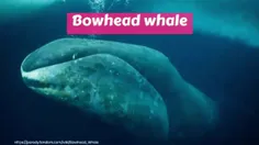 نهنگ سر کمانی (Bowhead whale) یا نهنگ قطبی، گونه‌ای از نه